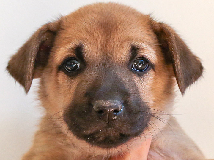 chinook puppy